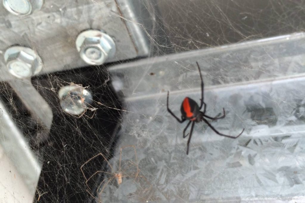 Portrait of a redback spider taken in the basement of my house in Australia