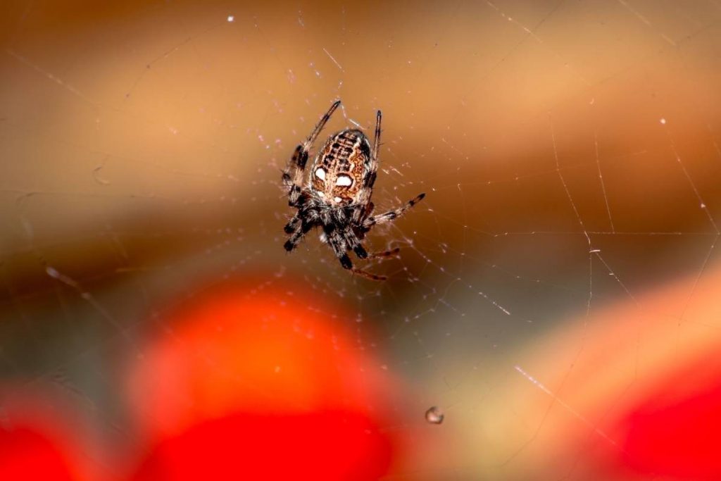 A closeup of an orb weaver spider on the cobweb.