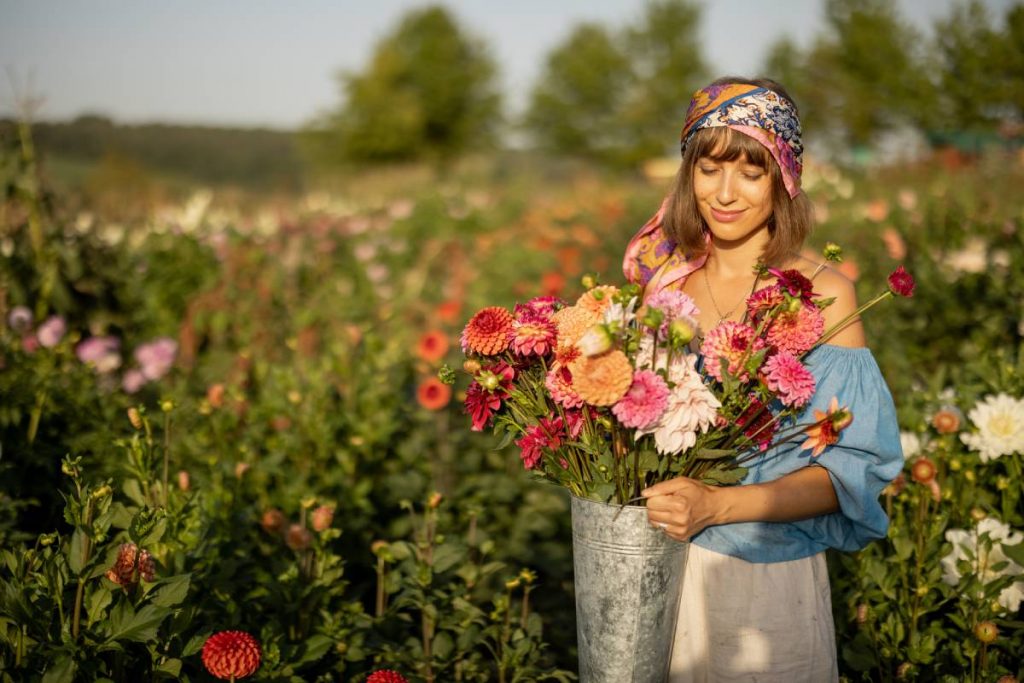 Portrait of a woman as a farmer carries bucket full of freshly picked up colorful dahlias, working at flower farm outdoors. Female gardener in summer garden