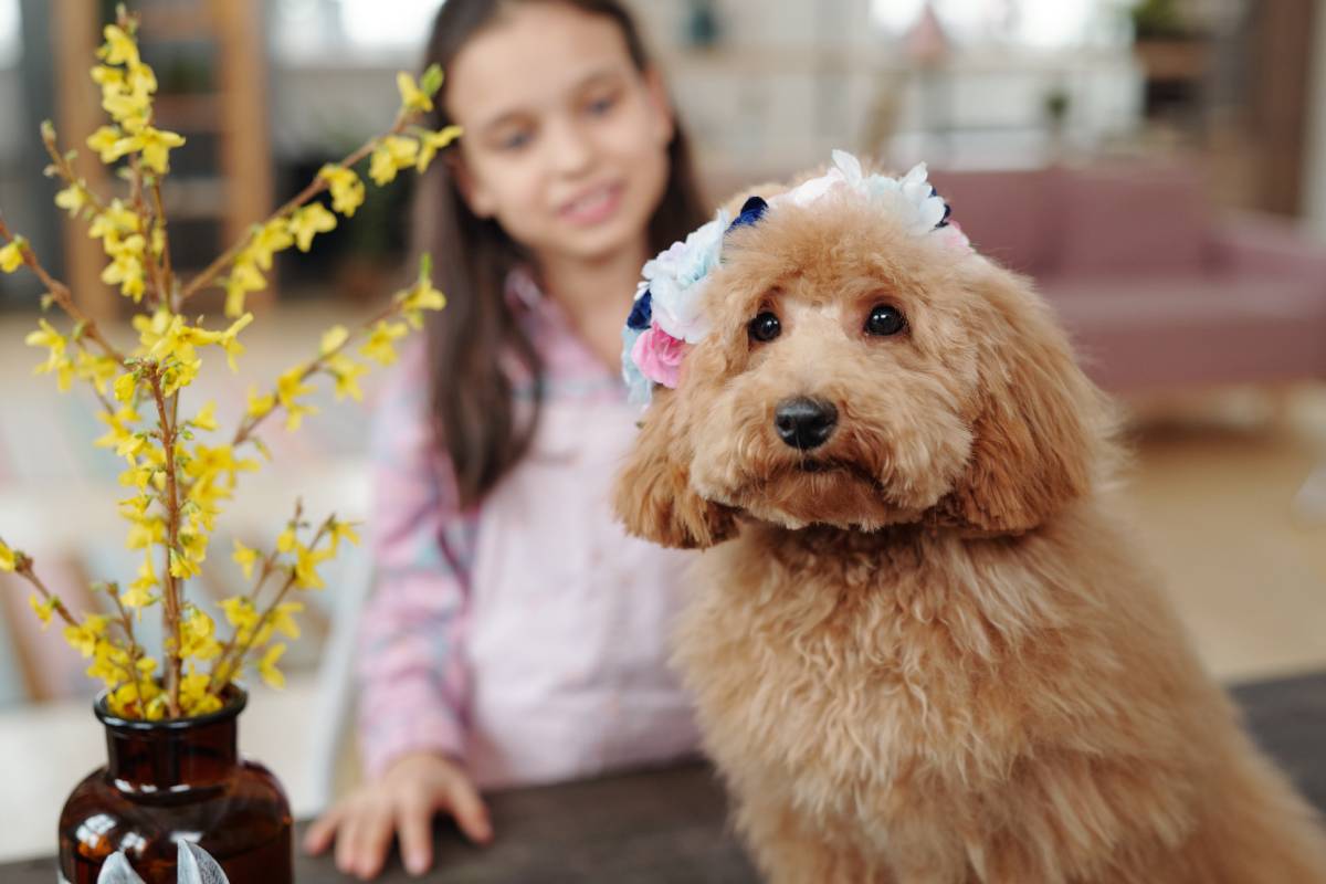 Portrait of cute dog sitting and looking at camera with little girl in the background
