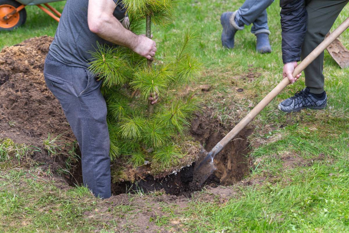 Strong Caucasian man plants a cedar tree. Dig the ground with a shovel. Planting plants. Coniferous seedlings. Ecology, nature conservation, forest restoration. Teamwork. Christmas tree.